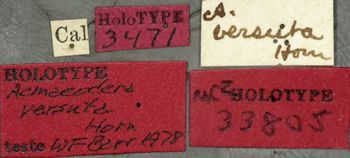 Media type: image;   Entomology 33805 Aspect: labels